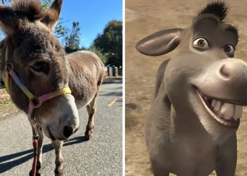 Murió Perry, el burro que inspiró al personaje de la película de Shrek