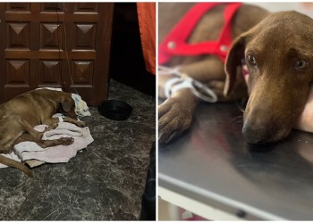 “Canelita” necesita dadores de sangre y seguir su tratamiento