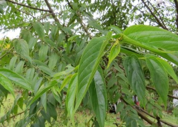 Descubrimiento de CBD en un arbusto de la región genera debate en la comunidad científica