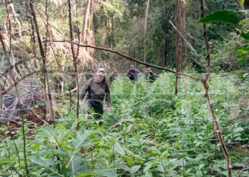 Guardaparques afirman que no cuentan con recursos para frenar la tala y la caza