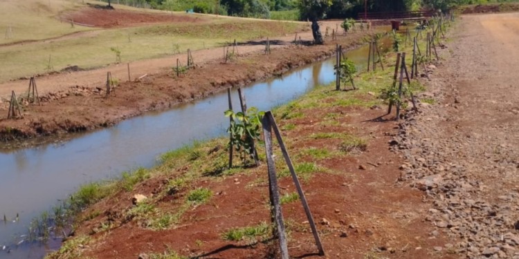 DESOLADOR. Así se ve el Parque ahora con los plantines, tras la tala masiva ordenada por Weber sin consulta.