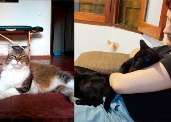 Cat Sitter Posadas: el emprendimiento que cuida gatos a domicilio