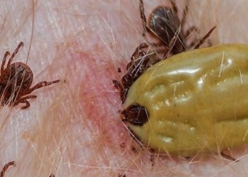 Garrapatas: “Misiones tiene un clima ideal para que puedan desarrollarse”