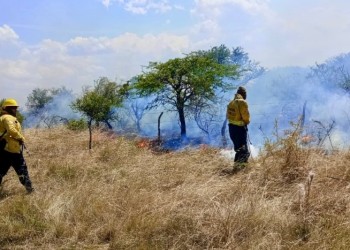 Incendios en Corrientes: bomberos y brigadistas luchan para extinguir las llamas en tres localidades
