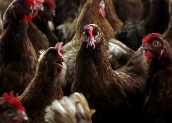 Estados Unidos registró la primera muerte humana por gripe aviar