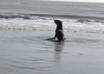 Lobo marino rescatado en San Clemente vuelve al mar tras rehabilitación exitosa