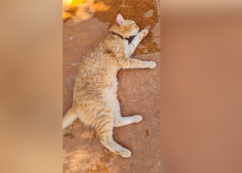 Cómo evitar golpes de calor en las mascotas durante el verano