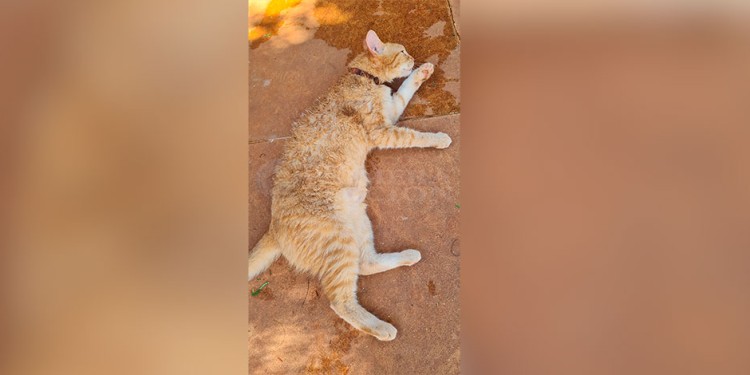ALTAS TEMPERATURAS. La importancia de mantener hidratadas y bajo la sombra a nuestras mascotas.