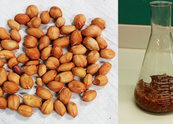 Científicos del CONICET descubrieron un inhibidor del dengue en la piel del maní