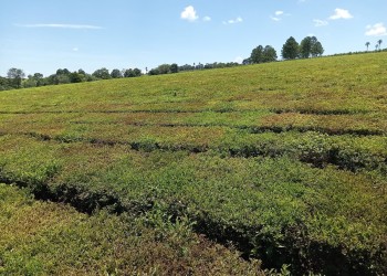 Nueva ola de plagas e insectos afecta a teales en la segunda cosecha de la zafra