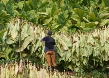 Empresas y productores tabacaleros debatirán el precio en un escenario inmejorable