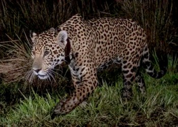 El Parque Nacional Iberá sumó a Takajay