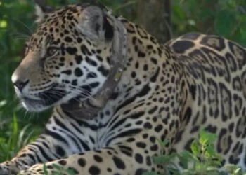 Takajay, el joven yaguareté que vivirá en libertad en el Iberá