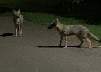 Barrios privados de Buenos Aires piden la “eliminación total” de zorros