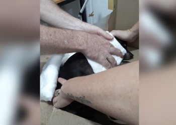 Rescataron a un perro que habría sido atropellado en avenida Quaranta