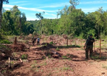 Investigan un hecho de tala ilegal en el Parque Provincial Piñalito