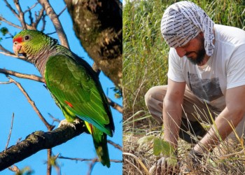 Convocan a voluntarios para tres proyectos en el Bosque Atlántico de Misiones