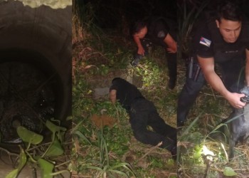 Final feliz para “Boris”, un perro que cayó a un pozo profundo en Iguazú