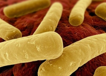 Cuatro personas internadas en Misiones por botulismo