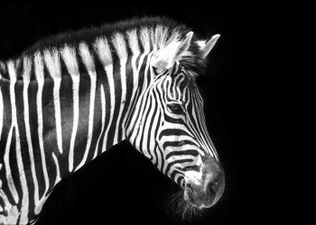 Día Mundial de la Cebra, ese exótico animal “preñado” de misterio