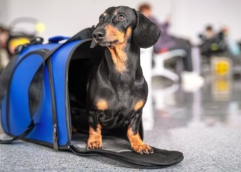 Viajar con mascotas al exterior: remarcan la importancia de planificar los trámites con anticipación