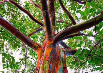 Cromoterapia: Cariños, abrazos y contención