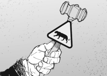 Histórico: la Justicia Federal aceptó abordar el atropellamiento de fauna