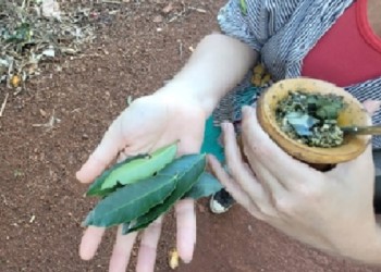 Ecosanación: contribuciones de la naturaleza