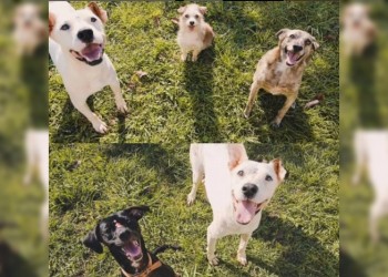 Guardería canina en Itaembé Guazú: “los cuidamos como si fueran parte de nuestra familia”