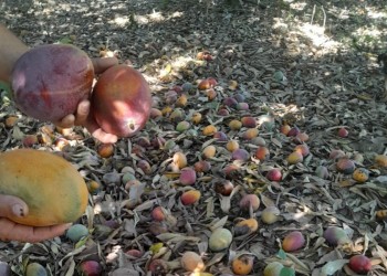 El bajo precio y la falta de ventas amenazan la cosecha de mango