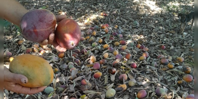 BAJA RENTABILIDAD. El precio que se paga no compensa ni siquiera el costo de la cosecha de mango.