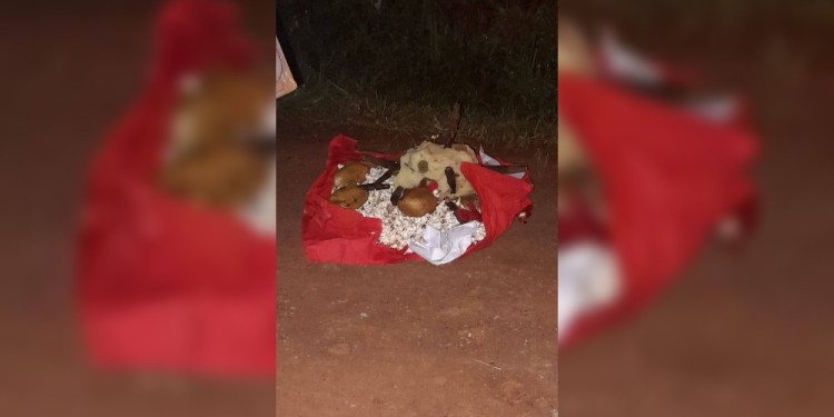 Foto: gentileza Daniel Correa