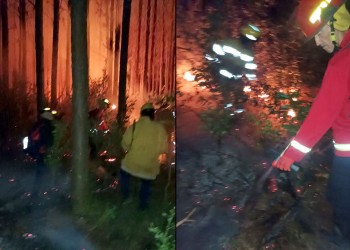El fuego arrasó con 10 hectáreas de pinos en Campo Viera