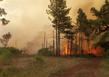 Misiones: incendio arrasó con 110 hectáreas cerca del Parque Provincial de la Sierra