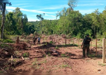 Investigan un hecho de tala ilegal en el Parque Provincial Piñalito