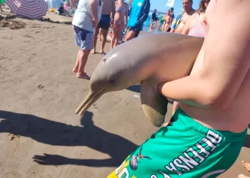 Un delfín murió tras ser retirado del agua por un turista en las costas de Mar del Tuyú