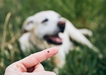 Mascotas: a cuidarse de la “ola” de garrapatas