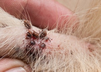 Mascotas: a cuidarse de la “ola” de garrapatas