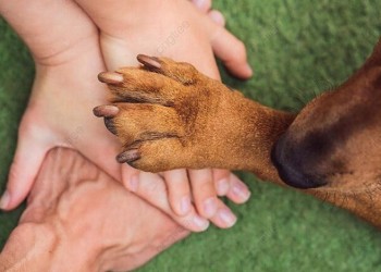 ¿Los animales se pueden considerar familia?