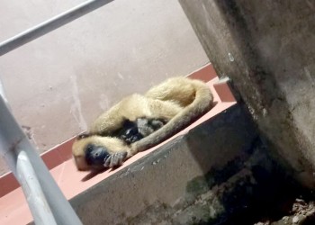 Rescatan a un mono carayá malherido en Garupá