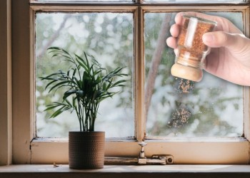 Trucos caseros: para qué sirve poner pimienta en las ventanas