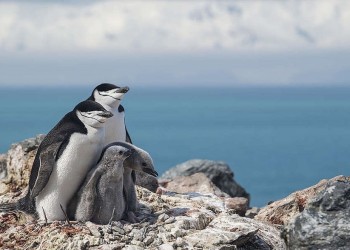 Día de la Concientización por los Pingüinos: ¿por qué es importante protegerlos?