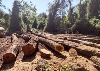 Dos nuevos robos de madera encienden luz roja en las áreas naturales protegidas