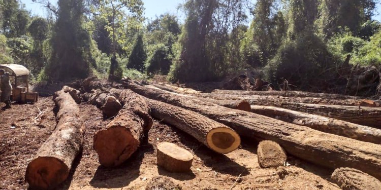 RECURSO VALIOSO. En Piñalito, extrajeron alrededor de 80 rollos cuyo valor comercial supera los $100 millones.