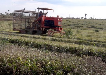 Crece el rumor de que algunos secaderos recibirán té solo hasta fines de enero