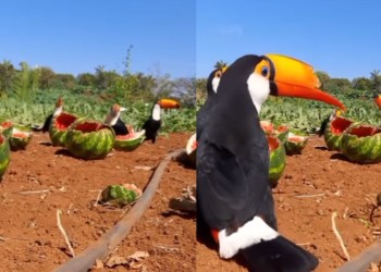 Virales: bandada de tucanes “invadió” una plantación de sandías