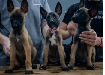 Buscan nombres para los nuevos integrantes de la sección K9