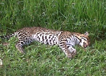 “Pese a las campañas de concientización, los atropellamientos no han disminuido”