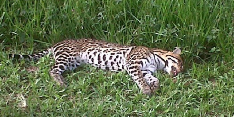 REALIDAD. Los trabajos de concientización y controles de velocidades máximas para el tránsito de vehículos “son bienvenidos para evitar el atropellamiento de animales en áreas protegidas, pero faltan más obras”.