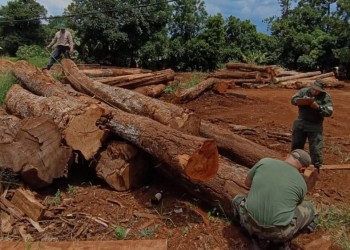 Robo de madera en Piñalito: Ecología demoró 25 días antes de actuar